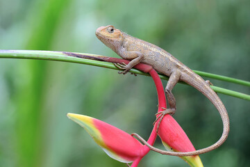 An oriental garden lizard is sunbathing. This reptile has the scientific name Calotes versicolor. 