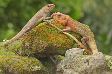 Two oriental garden lizards are sunbathing on a moss-covered rock. This reptile has the scientific...