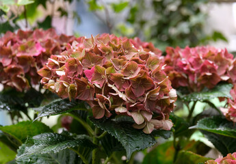 Beautiful flowering pink hydrangea