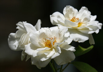 Blooming beautiful fragrant white rose
