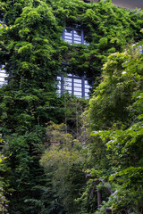 Green facade, eco house concept. Ivy covered building in Tbilisi Georgia. Vine creeper around window on facade house covered wild grape. 