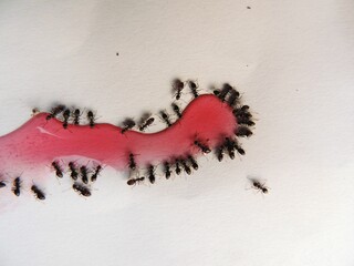 Ants drinking liquid close up texture