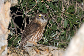 Australian Boobook Owl (Ninox boobook)