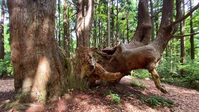 【山形】幻想の森の巨木