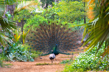 Dancing peacock