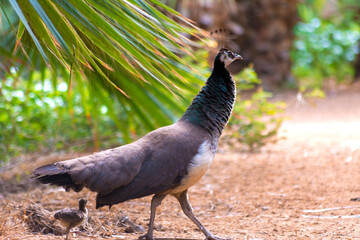 Peahen with baby