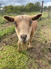 Fototapeta premium goat on the farm