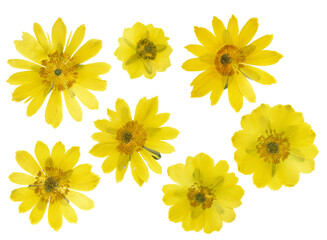 Pressed and dried flowers adonis, isolated on white background. For use in scrapbooking, pressed floristry or herbarium.