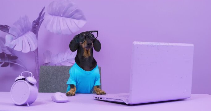 Cute dachshund doggy in glasses and blue t-shirt sits at open computer barking against pot-plant. Black pet at table in room painted purple