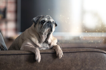 a pug dog on a leather sofa