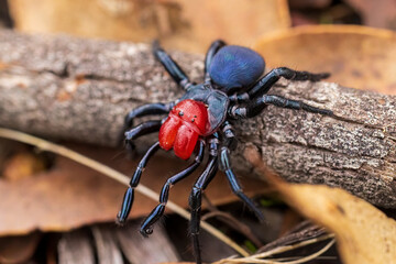 A male Red-headed Mouse Spider (Missulena occatoria) has a bright red head and jaws and blue black...