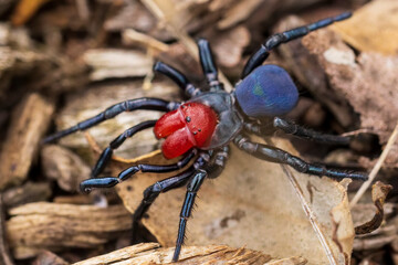 A male Red-headed Mouse Spider (Missulena occatoria) has a bright red head and jaws and blue black abdomen. They are found throughout Australia and their venom is very toxic.