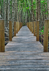 Fototapeta na wymiar walkway to explore the mangrove forest