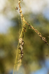 Female Golden Orb-weaving Spider (Nephila edulis) on her web