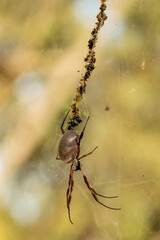 Female Golden Orb-weaving Spider (Nephila edulis) on her web