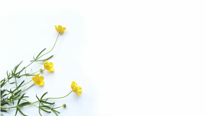 Yellow buttercup flowers isolated on a white background. Background for a greeting card.
