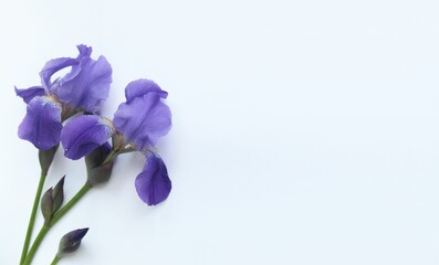 Purple irises isolated on a white background. Background for a greeting card.