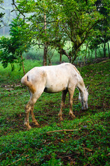 Obraz na płótnie Canvas White horse eating grass in the paddock