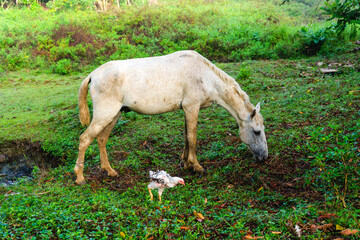 Horse and chicken eating on the farm