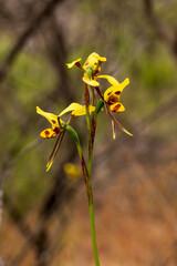 The Leopard Orchid (Diuris pardina) is a terrestrial orchid species which produces clusters of yellow flowers with numerous reddish brown blotches on the petals.