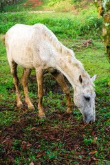 Obraz na płótnie Canvas White horse eating in the paddock