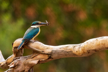 The Sacred Kingfisher (Todiramphus sanctus) is a medium sized kingfisher with a turquoise back, turquoise blue rump and tail, buff-white underparts and a broad cream collar. 