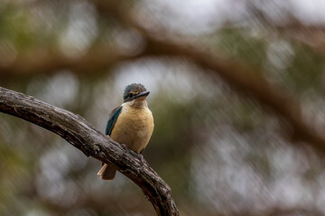 The Sacred Kingfisher (Todiramphus sanctus) is a medium sized kingfisher with a turquoise back, turquoise blue rump and tail, buff-white underparts and a broad cream collar. 
