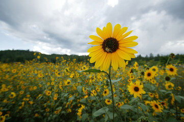 SunFlowers in field + Bee on flower