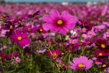Vivid pink cosmos flower in closeup and blurred background.
