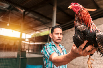 Latino man from Nicaragua holding a fighting cock in his hand in a fighting arena in the city of...
