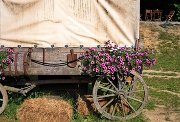Western covered wagon in a field