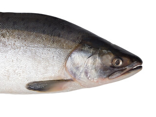 Fresh salmon fish on a white background. Studio photography. View from above
