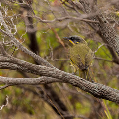 The Purple-gaped Honeyeater (Lichenostomus cratitius) is a small, olive brown plain honeyeater, with a thin purple line separating throat from ear coverts.