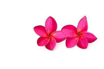 Naklejka na ściany i meble Beautiful pink plumeria flower isolated on white background.tropical flowers flowers in literature It is important in Buddhism, mysticism, superstition.