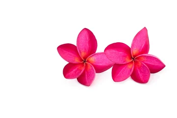 Fotobehang Beautiful pink plumeria flower isolated on white background.tropical flowers flowers in literature It is important in Buddhism, mysticism, superstition. © Suradech