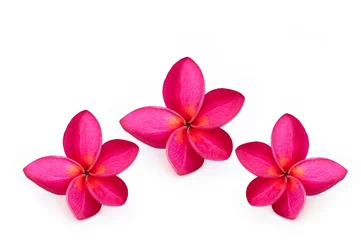 Zelfklevend Fotobehang Beautiful pink plumeria flower isolated on white background.tropical flowers flowers in literature It is important in Buddhism, mysticism, superstition. © Suradech