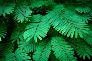 Fototapeta na wymiar Green leaves background, Natural background .
