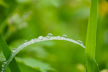 transparent crystal rain drops of dew on green grass, macro wallpaper, bright green, spring summer background, profile sheet