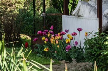 Tulipany 