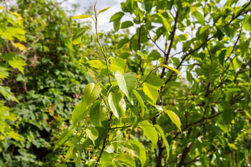 Fruit trees in the spring garden.