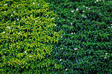 Small green leaves alternate light colors and needles.