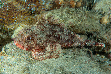 scorfanotto, Scorpaena notata, su fondo sabbioso