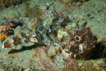 scorfanotto, Scorpaena notata, su fondo sabbioso