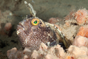 Primo piano di bavosa occhiuta, Blennius ocellaris, sulla sabbia