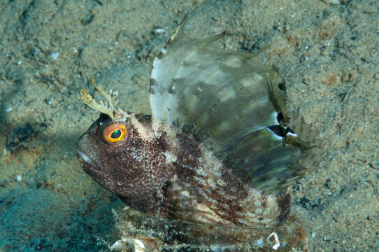 bavosa occhiuta, Blennius ocellaris, sulla sabbia