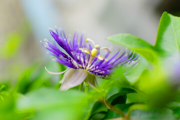 Flower petals with partially blurred forground, artistic flower image.