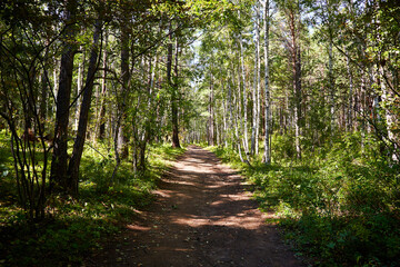 An empty country road in a dense forest on a sunny summer day. Hiking. Unity with nature