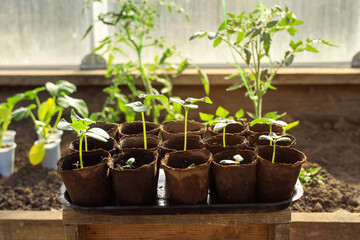peat pots with vegetable seedlings in a greenhouse