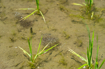 田んぼのカエルの卵