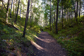 An empty country road in a dense forest on a sunny summer day. Hiking. Unity with nature